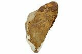 Bargain, Fossil Megalodon Tooth From Angola - Unusual Location #258606-1